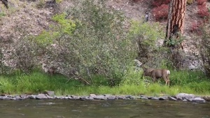 Middle Fork Salmon River Deer (B-Roll)
