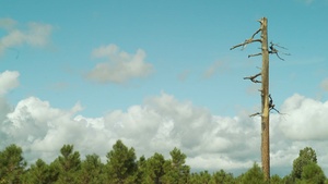 Heber Wild Horses broll