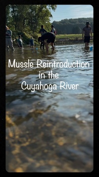 Mussel Reintroduction in the Cuyahoga River