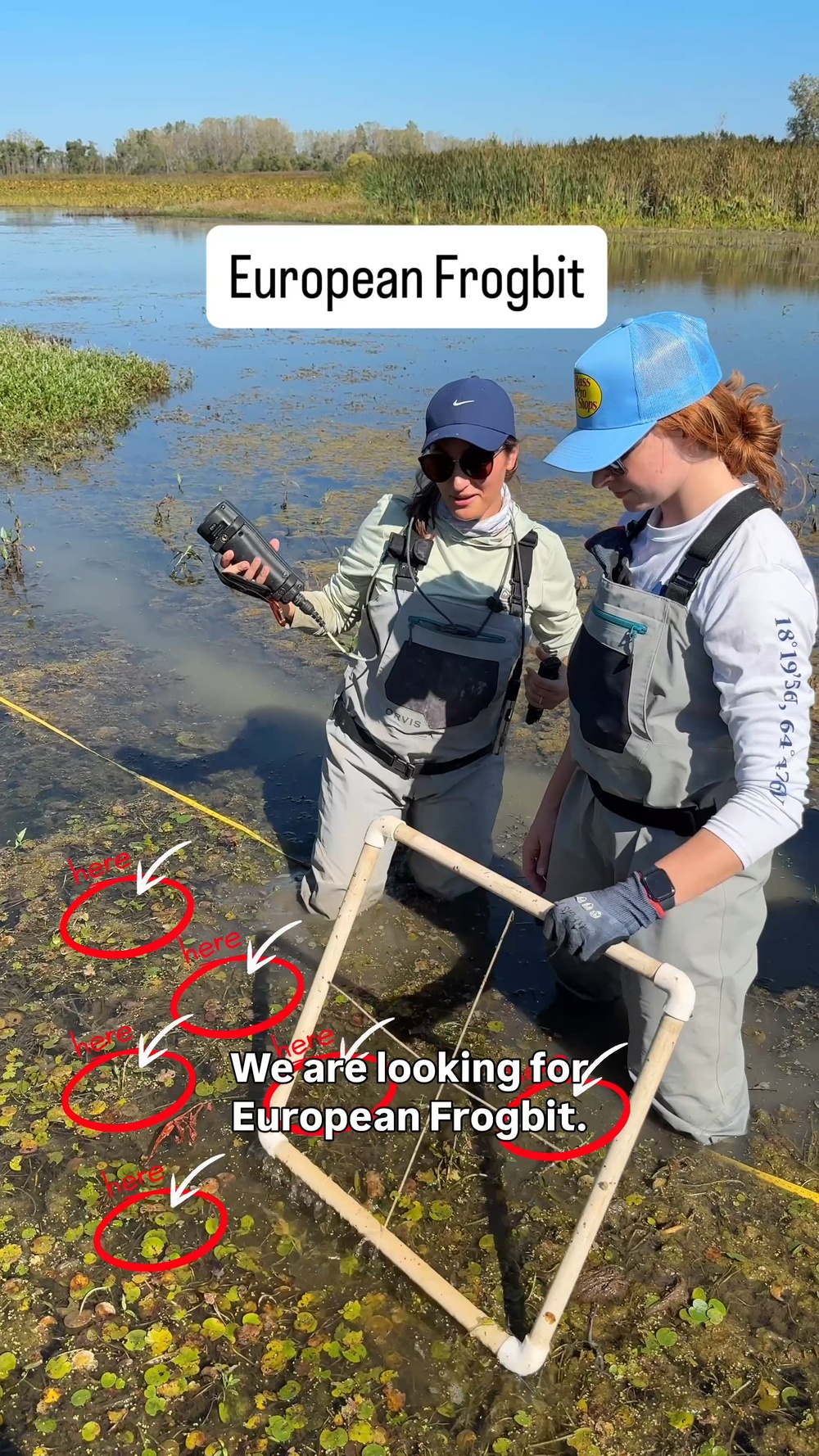 DVIDS - Video - Invasive European Frogbit Sampling