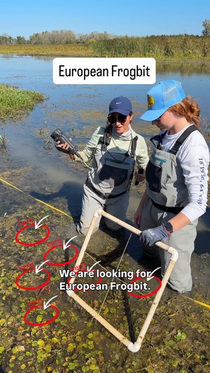 Invasive European Frogbit Sampling