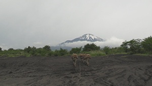 U.S. Marines Conduct A Squad Competition during Fuji Viper 25.3