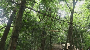 Combined Jungle Operations Training Course Primitive Traps