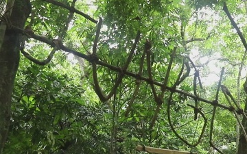 Combined Jungle Operations Training Course Primitive Traps