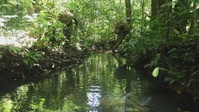 Combined Jungle Operations Training Course Patrol Movement