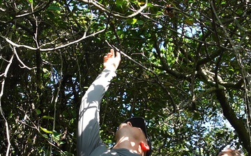 In search of the Okeechobee Gourd