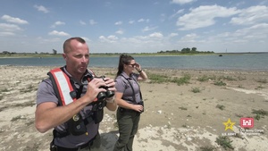 Conservation programs improve outlook of threatened piping plover