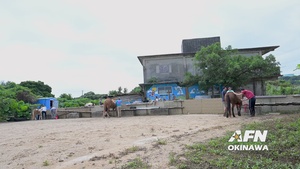 US SOFA members volunteer for Horse Assisted Learning Okinawa