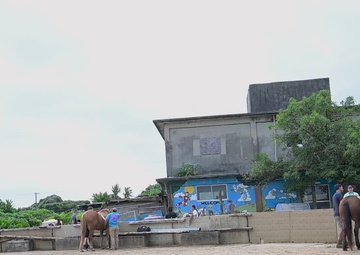 US SOFA members volunteer for Horse Assisted Learning Okinawa