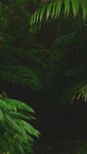 Combined Jungle Operations Training Course Teaser reel