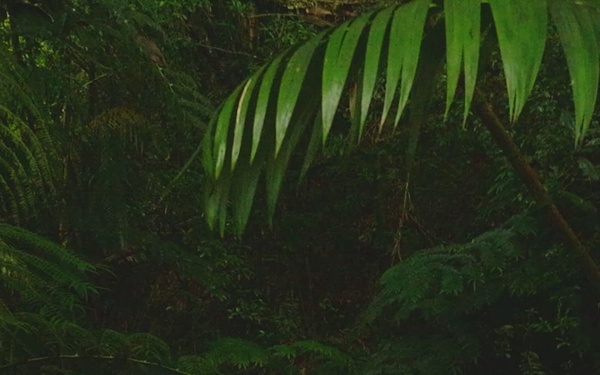 Combined Jungle Operations Training Course Teaser reel