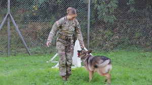 B-Roll: Unleashing potential: military working dogs benefit from holistic health, fitness