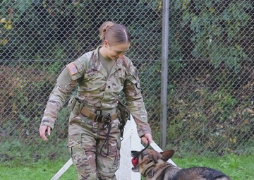 B-Roll: Unleashing potential: military working dogs benefit from holistic health, fitness