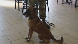 B-Roll: Unleashing potential: military working dogs benefit from new holistic health program