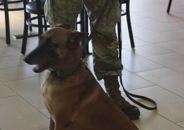 B-Roll: Unleashing potential: military working dogs benefit from new holistic health program