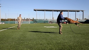 B-Roll: Unleashing potential: military working dogs benefit from new holistic health program