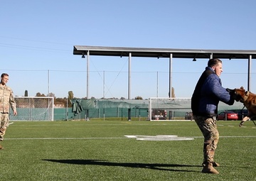 B-Roll: Unleashing potential: military working dogs benefit from new holistic health program