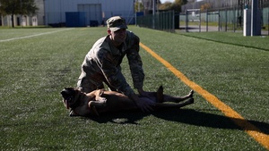 B-Roll: Unleashing potential: military working dogs benefit from new holistic health program