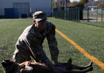 B-Roll: Unleashing potential: military working dogs benefit from new holistic health program