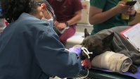 Dental assistants aid in military working dog care