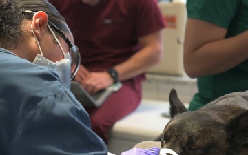 Dental assistants aid in military working dog care