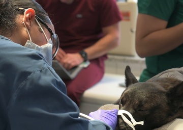 Dental assistants aid in military working dog care