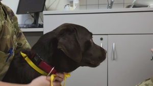 Animal Care Specialist (1080p)