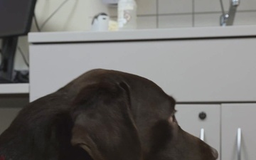 Animal Care Specialist (1080p)