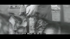 Military Working Dogs Dive into Water Aggression Course