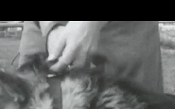 Military Working Dogs Dive into Water Aggression Course