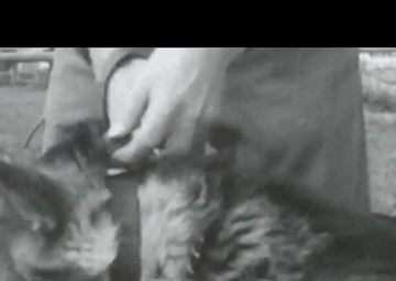 Military Working Dogs Dive into Water Aggression Course