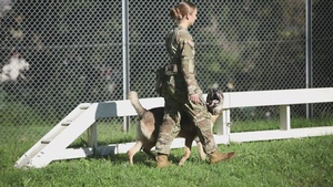 B-Roll: Military working dogs benefit from holistic health and fitness program
