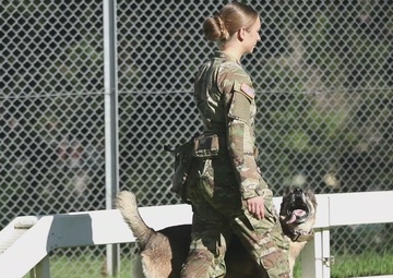 B-Roll: Military working dogs benefit from holistic health and fitness program