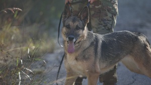 B-Roll: Military working dogs use holistic health and fitness program while training