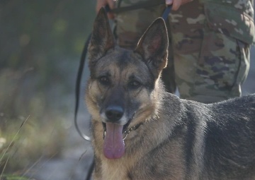 B-Roll: Military working dogs use holistic health and fitness program while training
