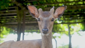 Pacific Passport: Itsukushima