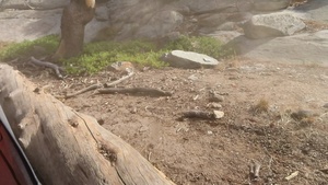 OHV 4x4 Off-roading on the Stanislaus National Forest