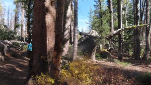 OHV 4x4 Off-roading on the Stanislaus National Forest