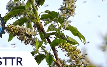 Mosquito magnets: ISCA protects warfighters against disease carrying insects