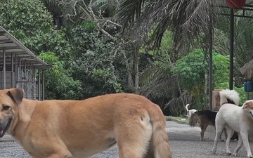Pacific Update: CARAT Brunei 2025: U.S. Sailors provide support at Local Dog Shelter