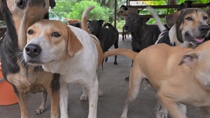 Pacific Update: CARAT Brunei 2025: U.S. Sailors provide support at Local Dog Shelter