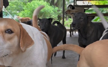 Pacific Update: CARAT Brunei 2025: U.S. Sailors provide support at Local Dog Shelter