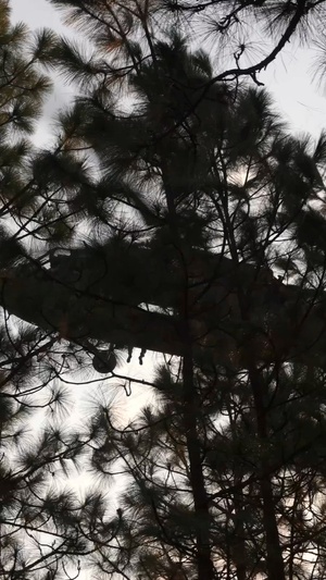 Reconnaissance and Surveillance Leaders Course Special Patrol Insertion/Extraction System (SPIES) Training Reel