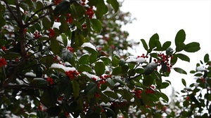 Season's Greeting from Naval District Washington 2025