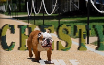 A Day in the Life of Chesty