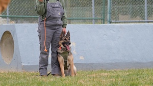 436th SFS Military Working Dogs B-Roll Stringer