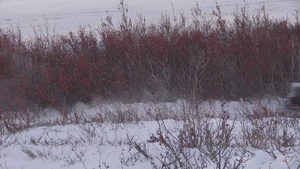 U.S. Marines with 4th Law Enforcement Battalion conduct snowmobile training during a Toys for Tots delivery operation in Kotzebue, Alaska, Dec. 7, 2025.
