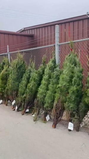 Fort Leonard Wood Trees for Troops 2025 (Vertical)