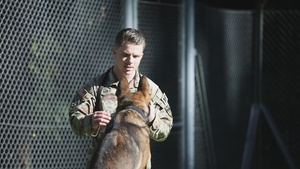 Military working dogs benefit from holistic health and fitness program