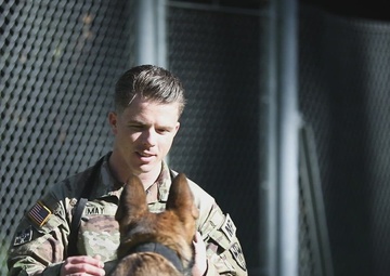 Military working dogs benefit from holistic health and fitness program